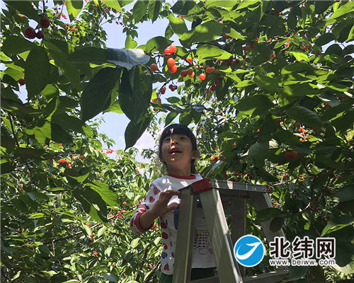 游客在樱桃园里摘樱桃摄影周高良.jpg