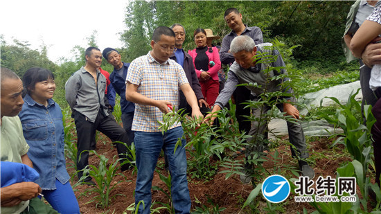 城东乡双田村藤椒种植地里，专家正在手把手给种植户进行技术培训.jpg