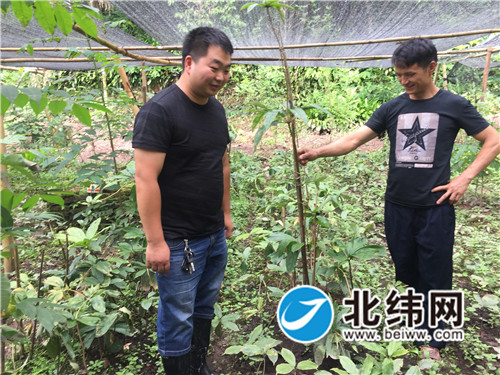 张君川（左）和村民切磋中药材种植.jpg